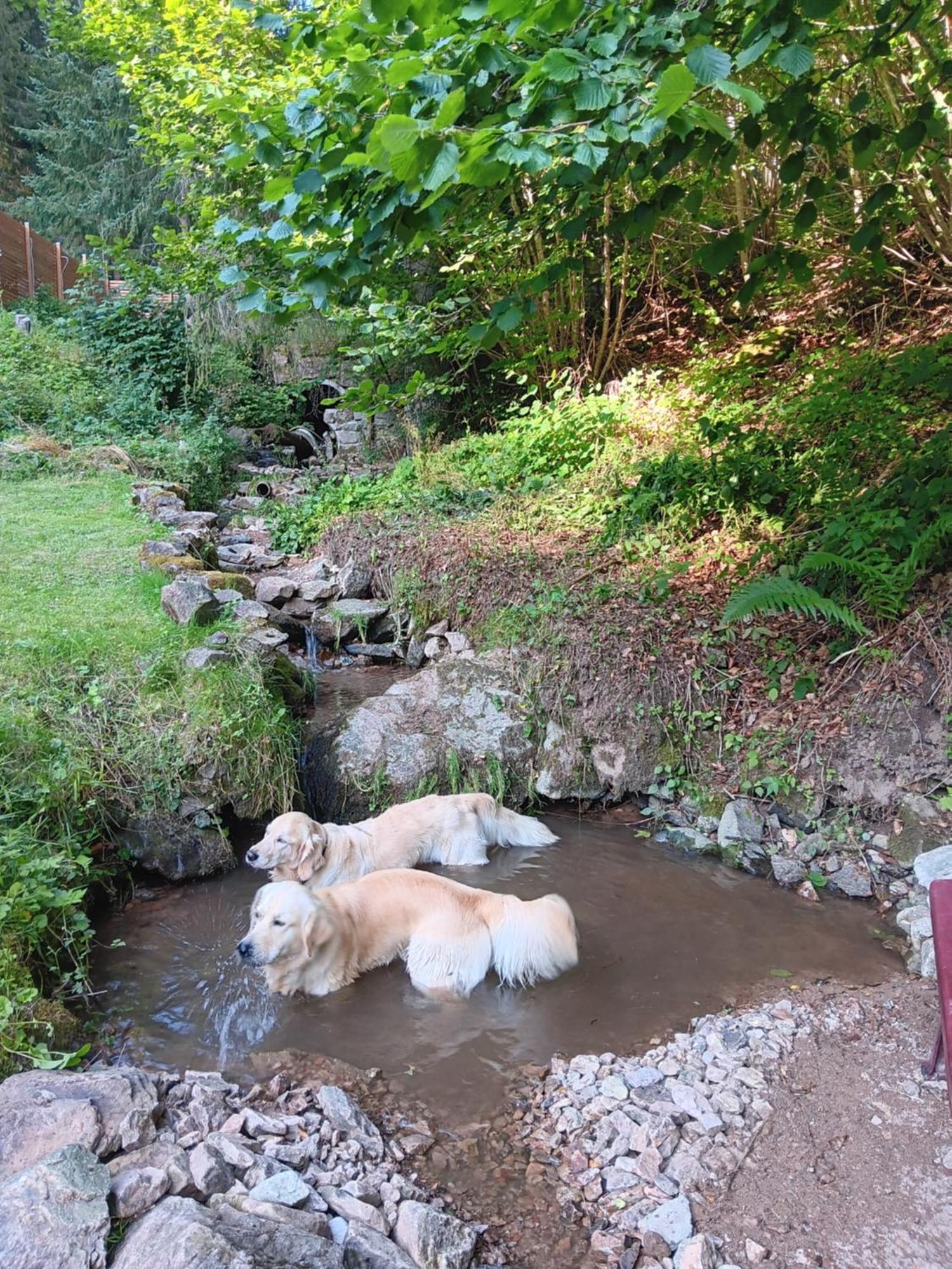 Waldblick Ferienwohnungen Bonndorf im Schwarzwald Zewnętrze zdjęcie